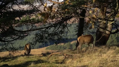 Scottish Deer rear view, sun, trees, Scotland Stock Footage 79844826
