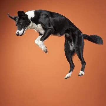 Scottish Deerhound looking sideways in dramatic lighting Stock Photos