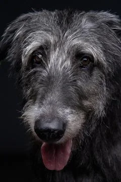 Scottish Deerhound panting slightly in studio lighting Stock Photos