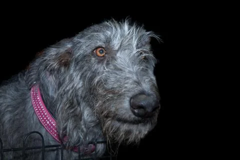 Scottish deerhound Stock Photos