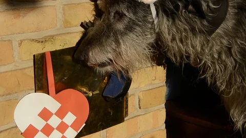 Scottish Deerhound with pixie hat comes to get his morning present Stock Footage