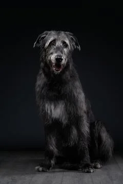Scottish Deerhound standing alert in dramatic lighting Stock Photos
