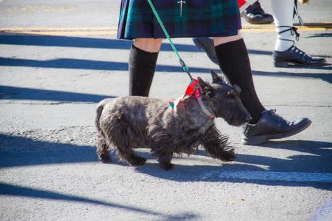 Scottish Dog Stock Photos