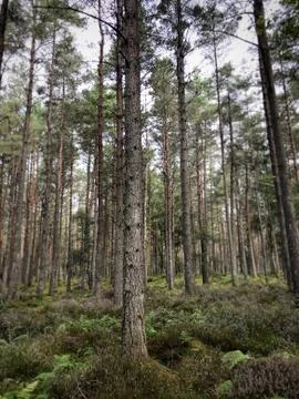 Scottish enchanted forest Stock Photos