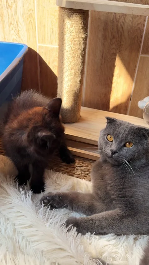Scottish Fold and Black Cat Play Fighting Stock Footage 341717864