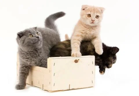 SCOTTISH FOLD BLEU Stock Photos