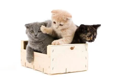 SCOTTISH FOLD BLEU Stock Photos