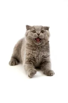 SCOTTISH FOLD BLEU Stock Photos