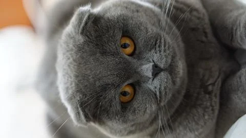 Scottish fold cat 2 Foto stock