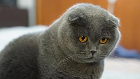 Scottish fold cat 3 Stock Photos