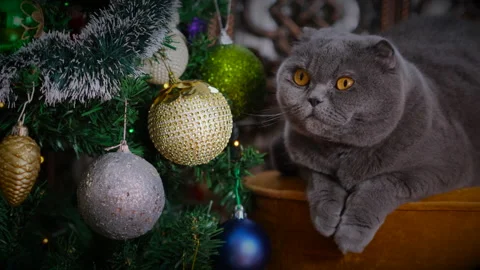 Scottish Fold Cat  against the background of a decorated Christmas tree. Video stock 164930766