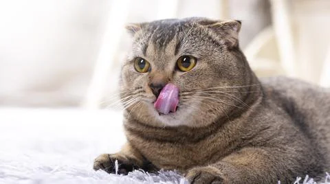 The Scottish Fold cat amusingly licks its lips, stuck out its tongue. Cute pe Stock Photos