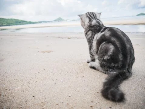 Scottish fold cat at the beach. Stock Photos
