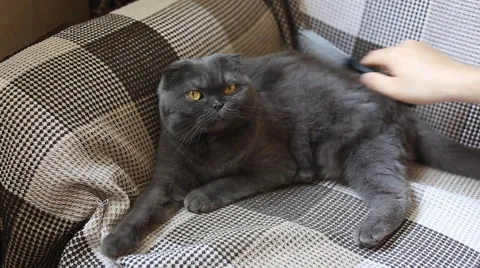 Scottish Fold Cat is being combed Stock Footage 50703828