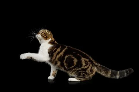 Scottish Fold Cat on Black Background Fotos de archivo