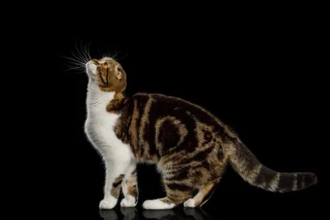 Scottish Fold Cat on Black Background Stock Photos