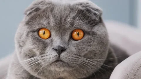 Scottish Fold cat with bright orange Stock Video Pond5