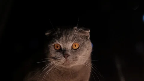 Scottish fold cat close-up on a black background Stock Footage 125911473