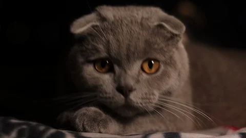 Scottish fold cat close-up on a black background Stock Footage 125911514