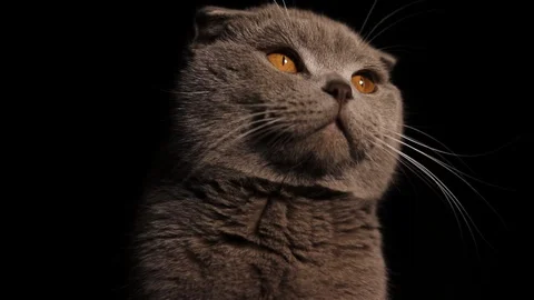 Scottish fold cat close-up on a black background Video stock 125911565