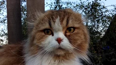 Scottish fold cat close-up outdoor portrait. Stock Footage 112558278