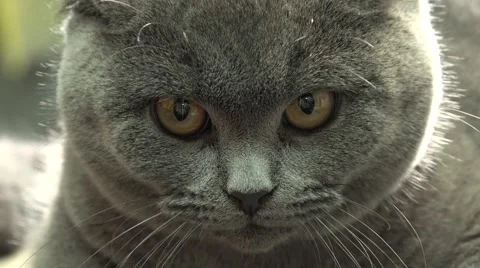 Scottish Fold Cat Closeup. 4k Ultra HD Stock Footage 48144358
