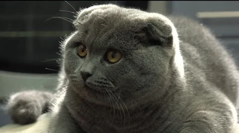 Scottish Fold Cat Closeup. 4k Ultra HD Stock Footage 48144395