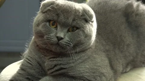 Scottish Fold Cat Closeup. 4k Ultra HD Vídeos de archivo 48144435