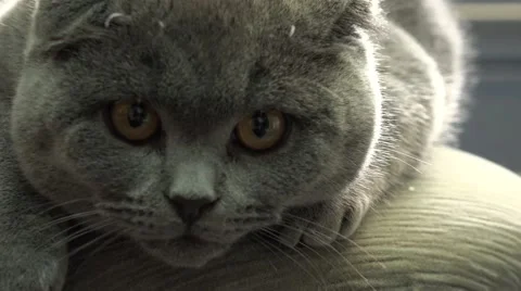 Scottish Fold Cat Closeup. 4k Ultra HD Stock Footage 48144436
