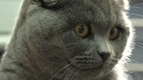 Scottish Fold Cat Closeup. 4k Ultra HD Stock Footage 48144502