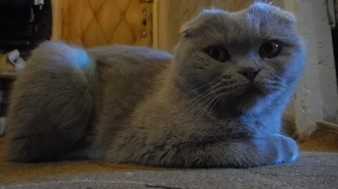 Scottish fold cat closeup Vídeos de archivo 54619473
