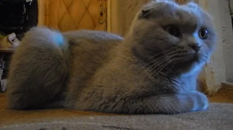 Scottish fold cat closeup 動画素材 54619481