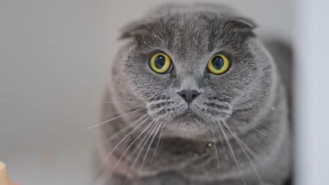 Scottish Fold cat with cute folded ears and big eyes looks surprised, funny and Stock Footage 311939813