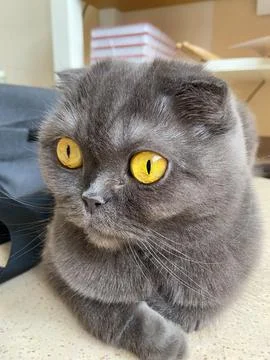A Scottish Fold cat with distinctive folded ears and striking amber eyes si.. Stock Photos