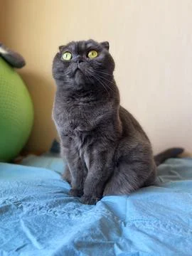 A Scottish Fold cat with distinctive folded ears and striking amber eyes sitt Stock Photos
