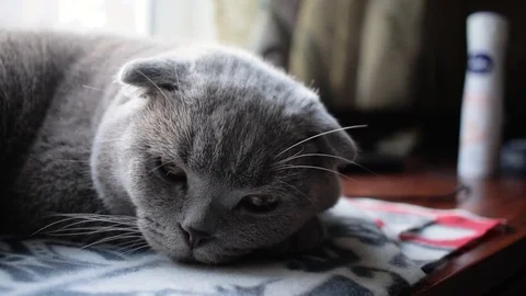 Scottish fold cat dozing on the carpet, happy calm cat resting Stock-Footage 125091567