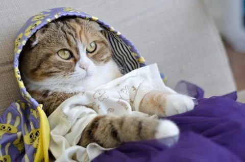 Scottish fold cat dressed in jacket Stock Photos