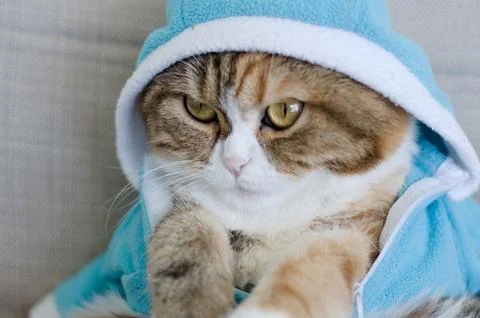 Scottish fold cat dressed in jacket Foto stock
