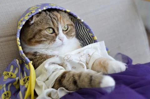 Scottish fold cat dressed in jacket Foto stock