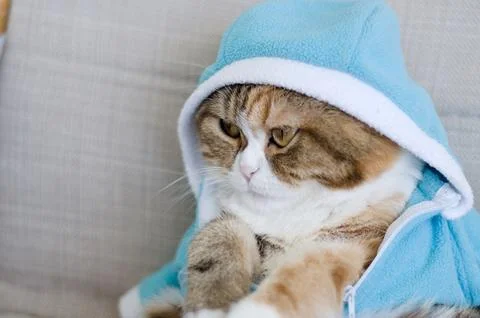 Scottish fold cat dressed in jacket Stock Photos