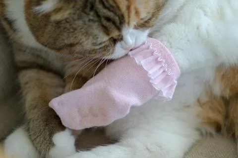 Scottish fold cat dressed in socks Stock Photos