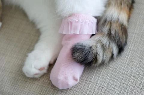 Scottish fold cat dressed in socks Stock Photos