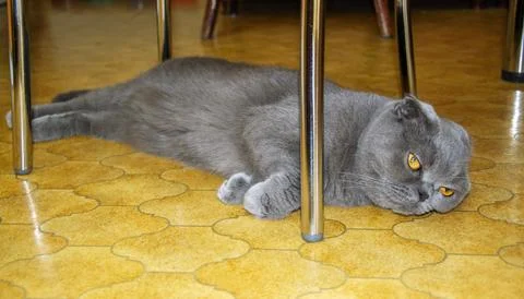 Scottish Fold cat with folded ears rests on a patterned floor under a table Stock Photos