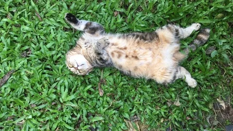 Scottish fold cat Stock Footage 80015317