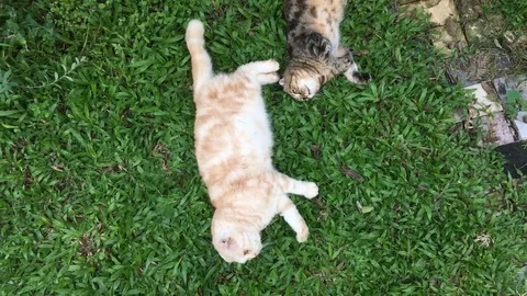 Scottish fold cat Stock Footage 80015556