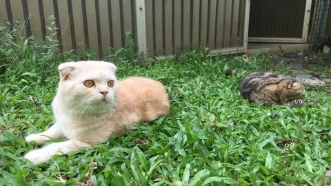 Scottish fold cat Vídeo Stock 80016977