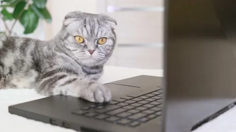 Scottish fold cat Stock Footage 149825577