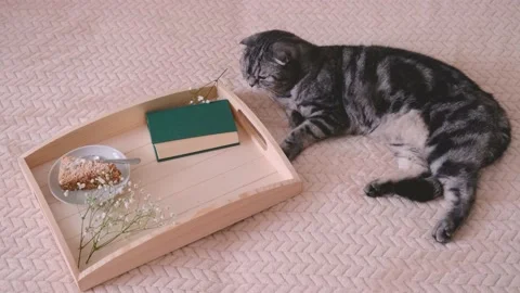 Scottish Fold cat Video stock 151069013