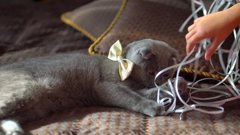 Scottish fold cat with a gold butterfly playing with white ribbons Stock Footage 103133353