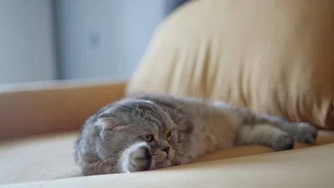 Scottish Fold cat with gray striped fur stretching out on couch, tail  flicking Stock Footage 277448956